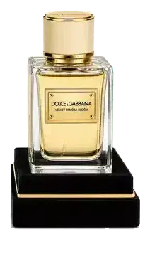 Dolce & Gabbana Velvet Mimosa